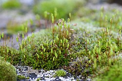 Mosses on a tombstone.jpg