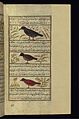 Muhammad ibn Muhammad Shakir Ruzmah-'i Nathani - A Bird Called Shafatin, a Green Magpie, and a Singing Bird - Walters W659130B - Full Page.jpg