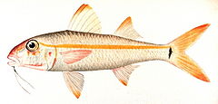 Description de l'image Mulloidichthys martinicus.jpg.