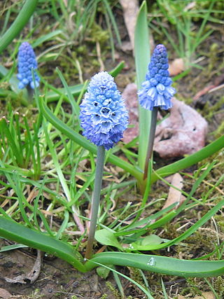 <i>Pseudomuscari azureum</i> Species of flowering plant