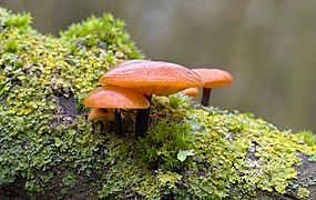 Mushrooms, cropped (DSC 0910).jpg