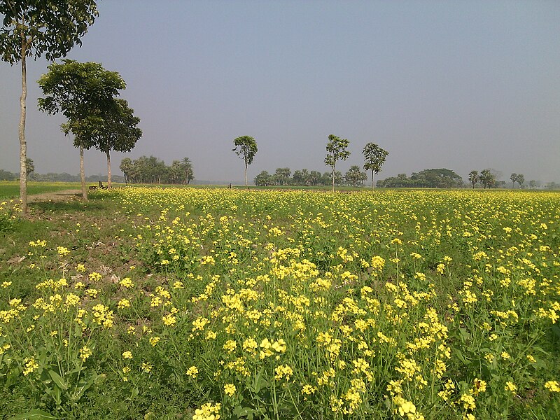 File:Mustard plantation 3.jpg