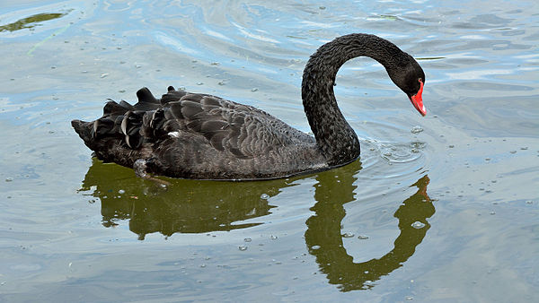 Black Swan