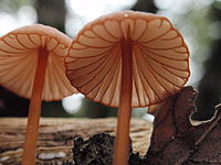 Mycena californiensis 72627.jpg