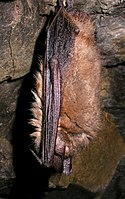 Myotis emarginatus (2863228266) .jpg