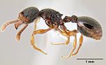 Myrmecina graminicola casent0106054 profile 1.jpg