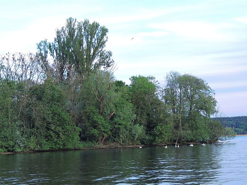 File:NSG Insel Imchen, Kladow, Berlin, Germany 07.JPG