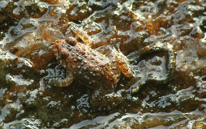 File:Nannophrys ceylonensis frog.jpg
