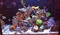 Nano reef aquarium, May 2020.jpg