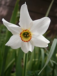 Dzejnieku narcise (Narcissus poeticus)