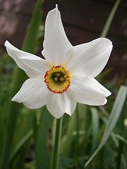 Narcissus poeticus 'Recurvus'06.jpg