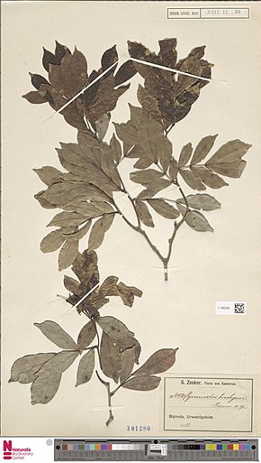 Opis zdjęcia Centrum Bioróżnorodności Naturalis - L.1982585 - Hymenostegia brachyura (Harms) J. Léonard - Leguminosae-Caes.  - Specimen typ roślin.jpeg.
