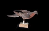 Файл:Naturalis Biodiversity Center - RMNH.AVES.110090 - Ectopistes migratorius (Linnaeus, 1766) - Passenger Pigeon - specimen - video.webm
