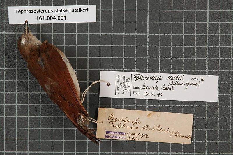 File:Naturalis Biodiversity Center - RMNH.AVES.133498 1 - Tephrozosterops stalkeri (Ogilvie-Grant, 1910) - Zosteropidae - bird skin specimen.jpeg