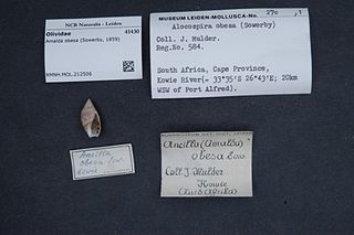 <i>Amalda obesa</i> Species of gastropod