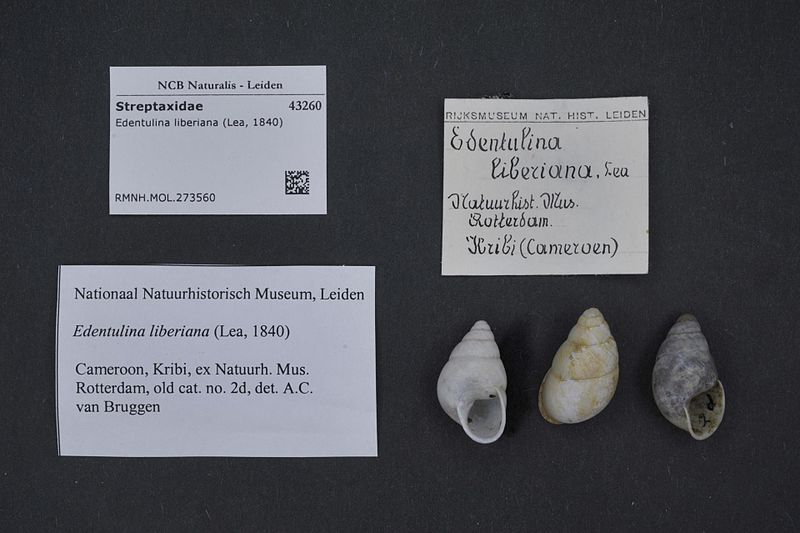 File:Naturalis Biodiversity Center - RMNH.MOL.273560 - Edentulina liberiana (Lea, 1840) - Streptaxidae - Mollusc shell.jpeg