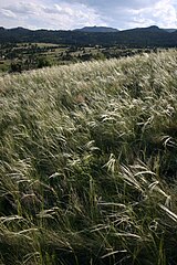 Hesperostipa comata[англ.]