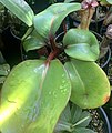 Nepenthes clipeata