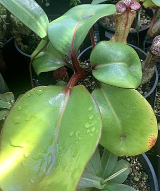 <i>Nepenthes clipeata</i> Species of pitcher plant from Borneo