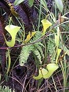 Nepenthes inermis