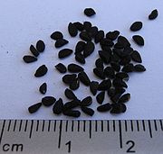 Close-up of the seeds
