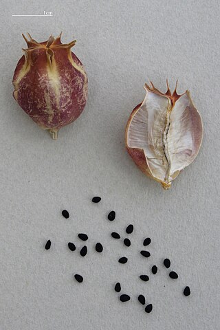 Fruit and seeds
