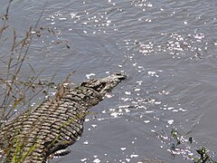 Un crocodile.