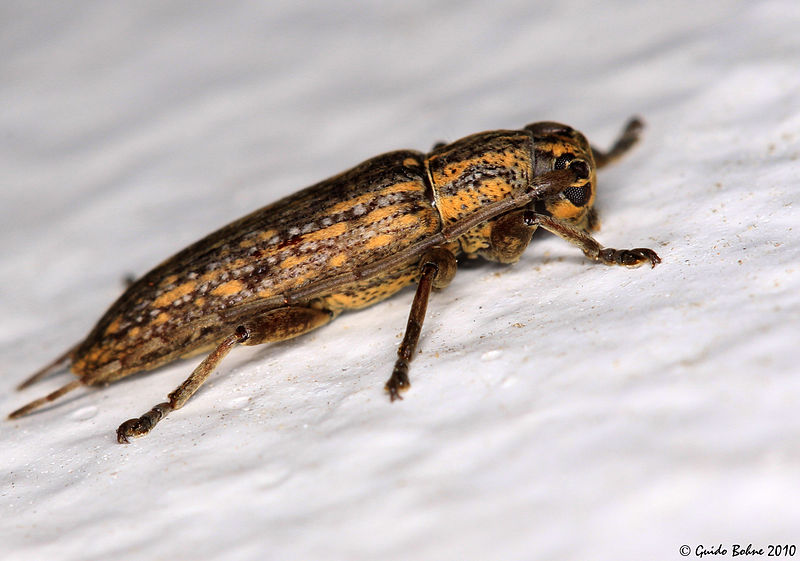 File:Nocturnal Sybra sp. (Cerambycidae) from W-Java (5142138053).jpg