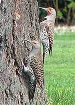 Thumbnail for File:Northern flicker pair.jpg