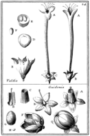 Tafel 24: „Guidonia“ „Valdia“