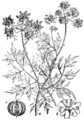 Aethusa cynapium Steničjek plate 52 in: Martin Cilenšek: Naše škodljive rastline Celovec (1892)