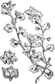 Veronica hederifolia Bršljanolistni jetičnik plate 248 in: Martin Cilenšek: Naše škodljive rastline Celovec (1892)
