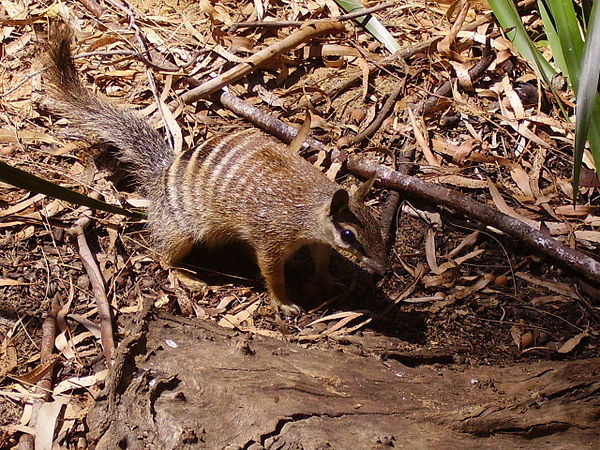 A numbat (Myrmecobius fasciatus) at Perth Zoo