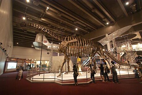 File:Nuoerosaurus chaganensis.JPG