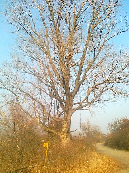 File:Nyárfa az út mellett - panoramio.jpg