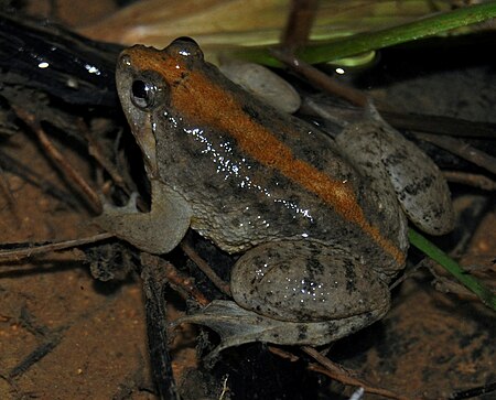 Occidozyga sumatrana