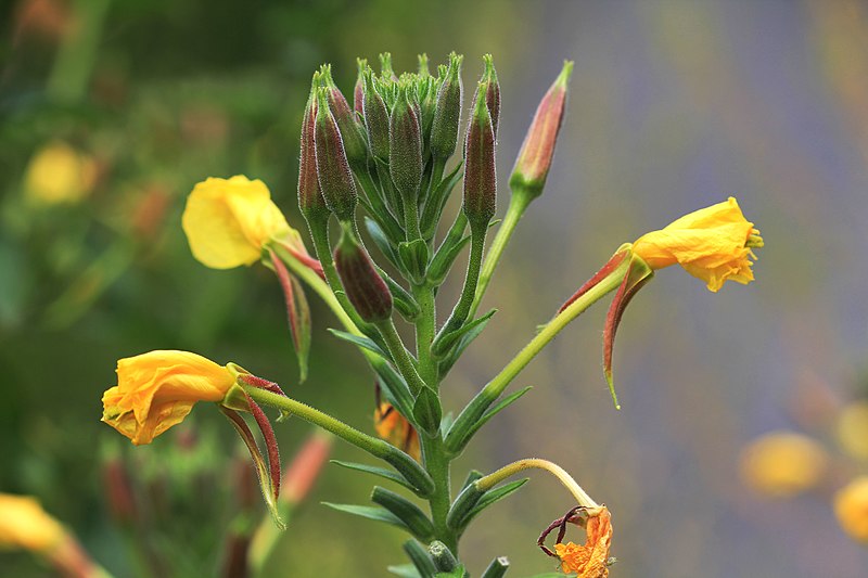 File:Oenothera rubricaulis Prague 2011 1.jpg