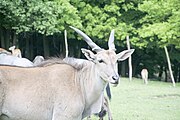 Offroad Safari v ZOO Dvůr Králové 28.5.2016