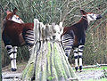 A pair of okapis