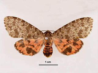 <i>Olepa ricini</i> species of moth