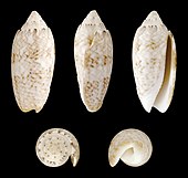 Shell in multiple views of an Oliva sayana, or lettered olive sea snail Oliva sayana 02.JPG
