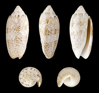 Oliva (Strephona) sayana