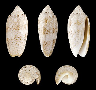 Lettered olive Species of gastropod