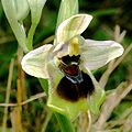 Ophrys tenthredinifera Spain - Mallorca
