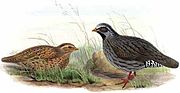 Thumbnail for Himalayan quail