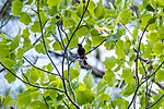 Thumbnail for File:Orchard oriole (47954599603).jpg