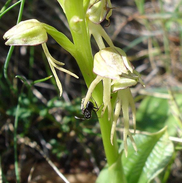 File:Orchis anthropophora02.jpg