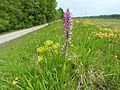 Orchis militaris France - Offendorf