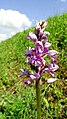 Orchis militaris France - Dalhunden