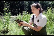Oregon conservation video: If video play problematic, try external links within citations.[171][172] Note list of factors at 0:30–0:60 and hoop trap at 1:50–2:00.